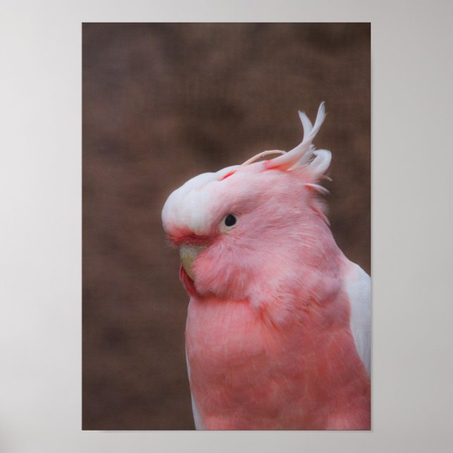 Affiche Cockatoo rose (Devant)