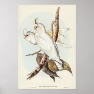Affiche Cockatoo taché de sang par Elizabeth Gould