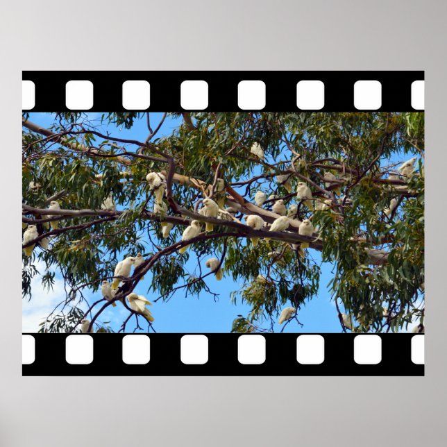 Affiche Cockatoos Australiens Sauvages Dans Les Gommes, (Devant)
