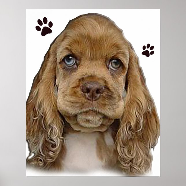 Affiche Cocker spaniel (Devant)