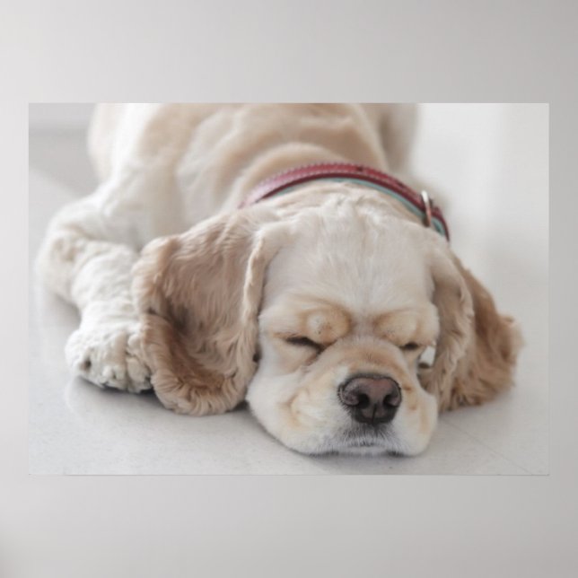 Affiche Cocker spaniel chien dormir (Devant)