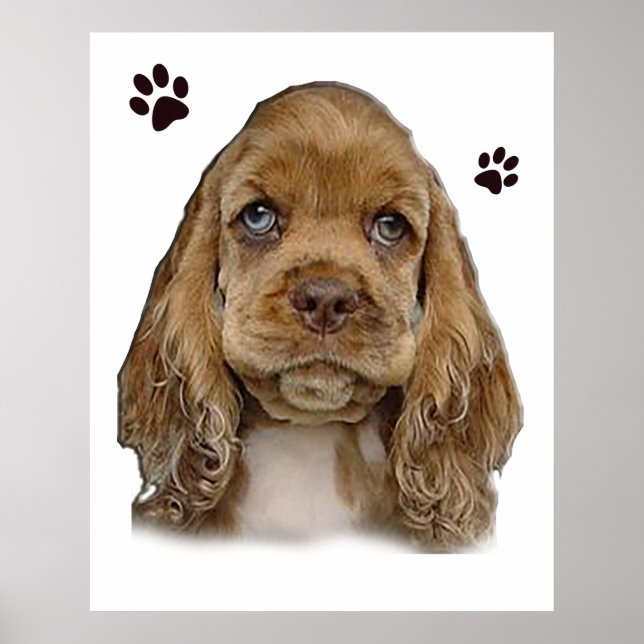Affiche Cocker spaniel puppy  (Devant)