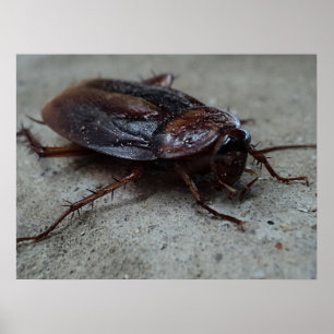 Affiche Cockroach