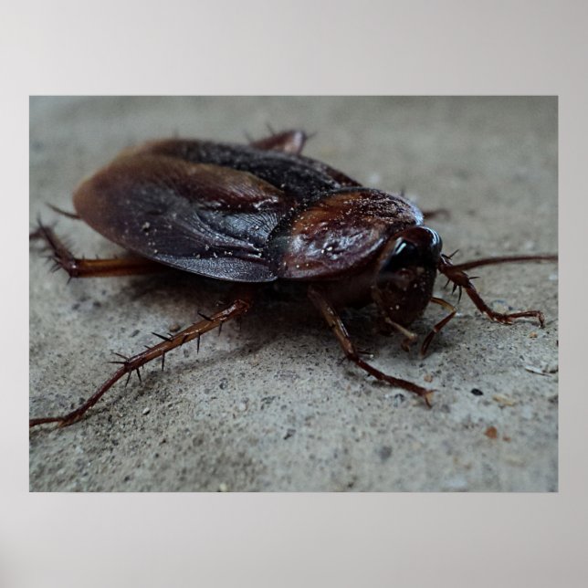 Affiche Cockroach (Devant)