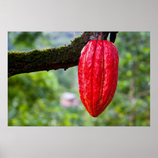 Affiche cocod