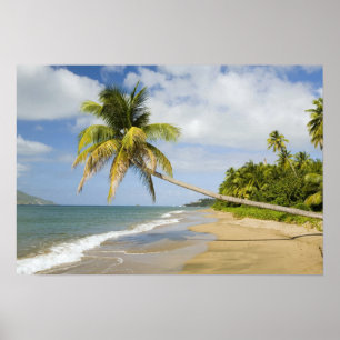 Affiche Coconut Grove Beach à Cades Bay, avec St. 2