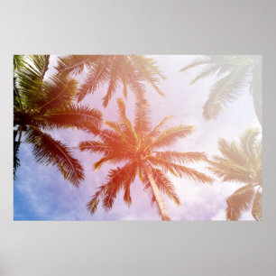 Affiche Coconut Palm Tree with Sunlight