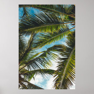 Affiche Coconut tree leaves under blue sky in the morning