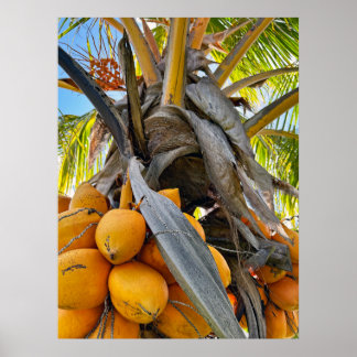Affiche Cocotiers d'or