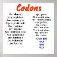 Codons