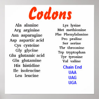 Affiche Codons