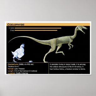 Affiche Coelophysis - Biologie Jurassique