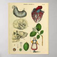 Coeur Crâne Stomac Anatomie Art Vintage Imprimer