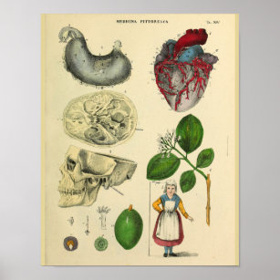 Affiche Coeur Crâne Stomac Anatomie Art Vintage Imprimer