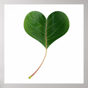 Affiche Coeur feuille