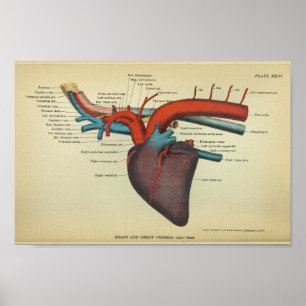 Affiche Coeur vintage de l'anatomie du cheval Imprimer