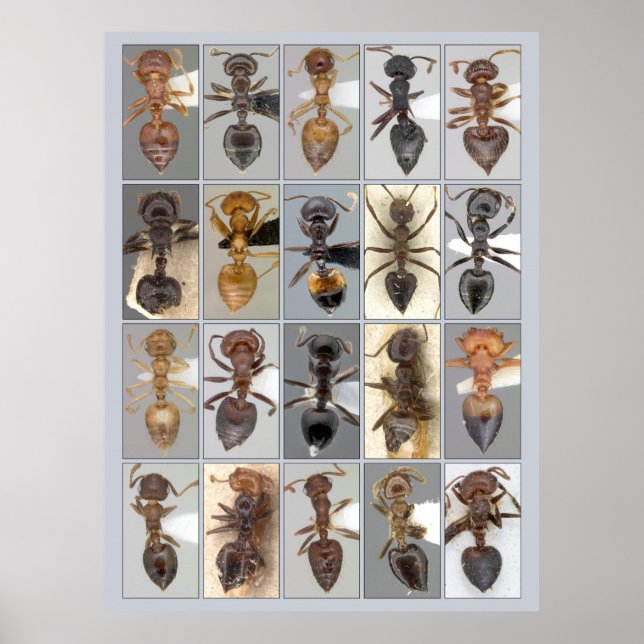 Affiche Coeurs AntWeb Crematogaster (Devant)