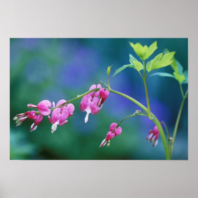 Affiche Coeurs saignants roses dans le jardin. Crédit : (Devant)