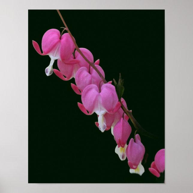 Affiche Coeurs saignants roses Fleur (Devant)