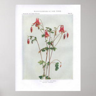 Affiche Colbine sauvage; Cloches rocheuses - Aquilegia can