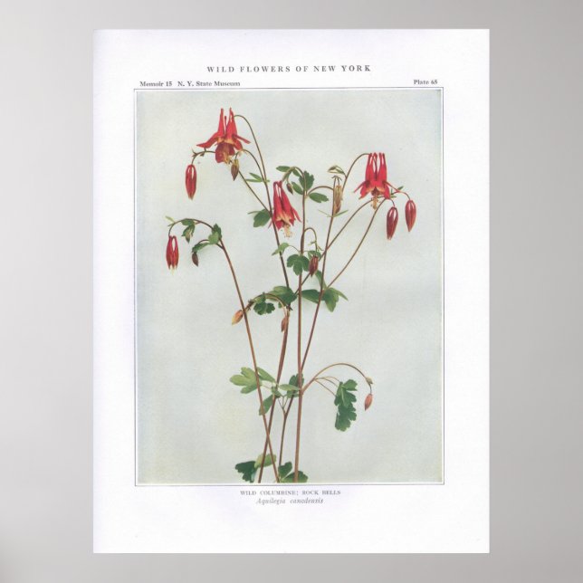 Affiche Colbine sauvage; Cloches rocheuses - Aquilegia can (Devant)