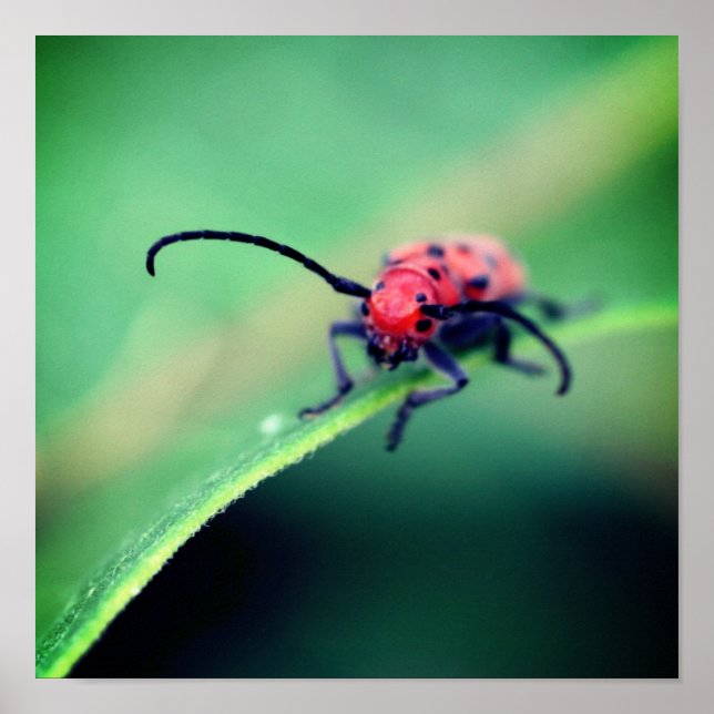 Affiche Coléoptère rouge insecte gros plan (Devant)