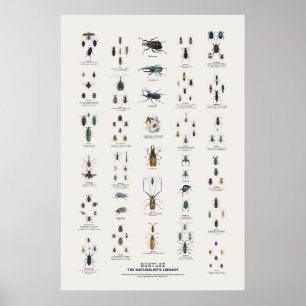 Affiche Coléoptères - Bibliothèque du naturaliste