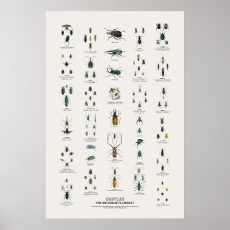 Affiche Coléoptères - Bibliothèque du naturaliste