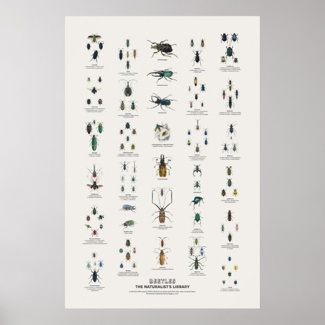 Affiche Coléoptères - Bibliothèque du naturaliste (Devant)