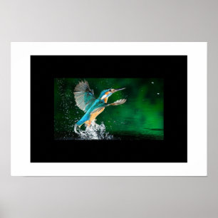 Affiche Colibri