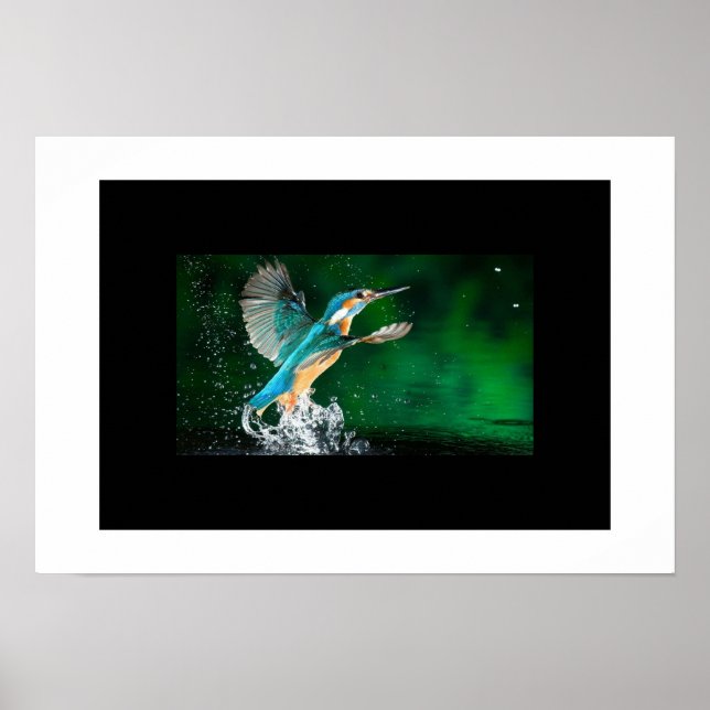 Affiche Colibri (Devant)