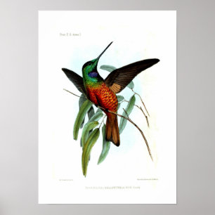 Affiche Colibri