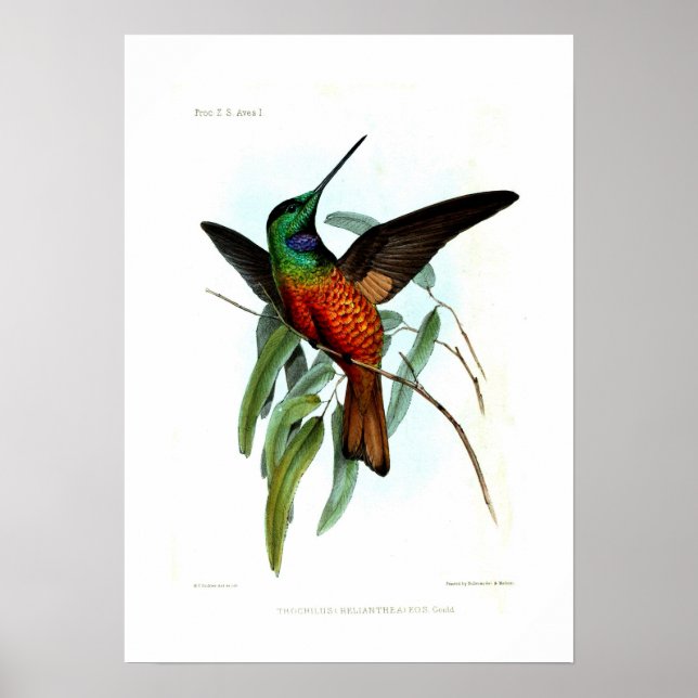 Affiche Colibri (Devant)