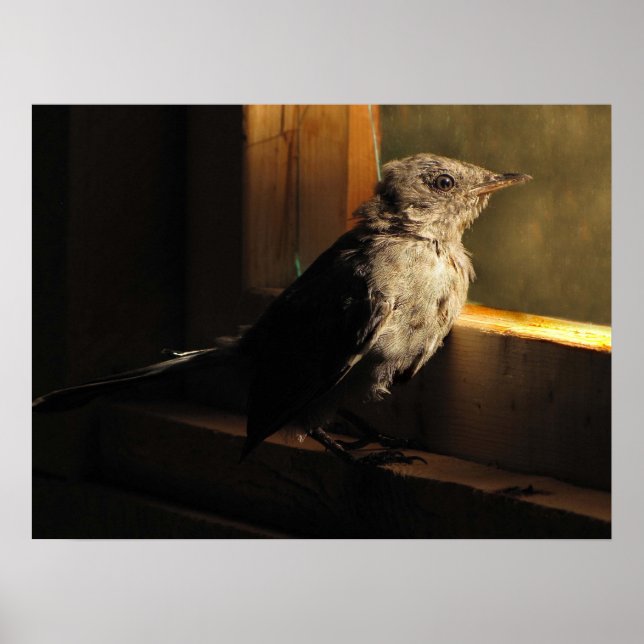 Affiche Colibri (Devant)