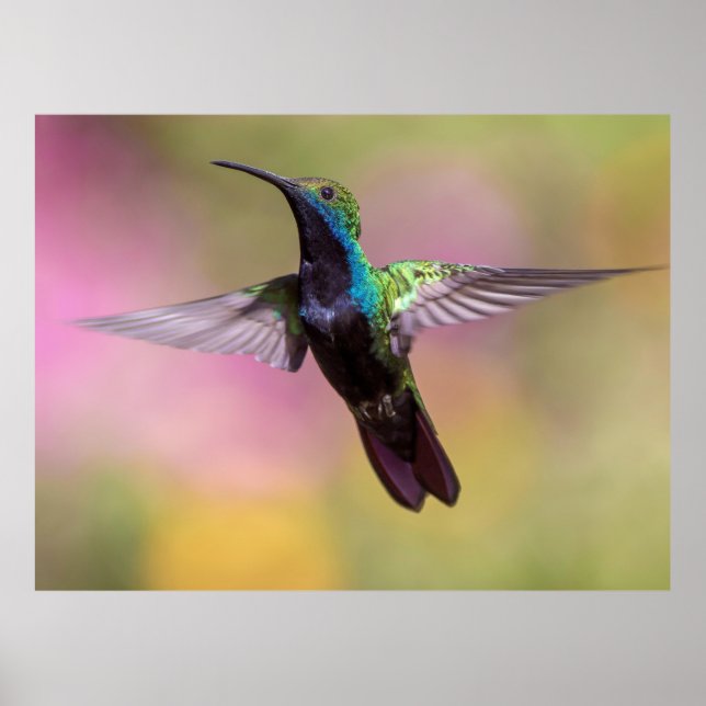 Affiche Colibri (Devant)
