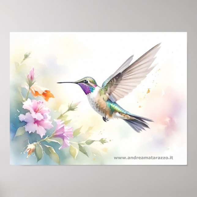 Affiche Colibri (Devant)