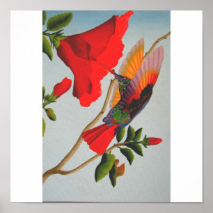 Affiche Colibri