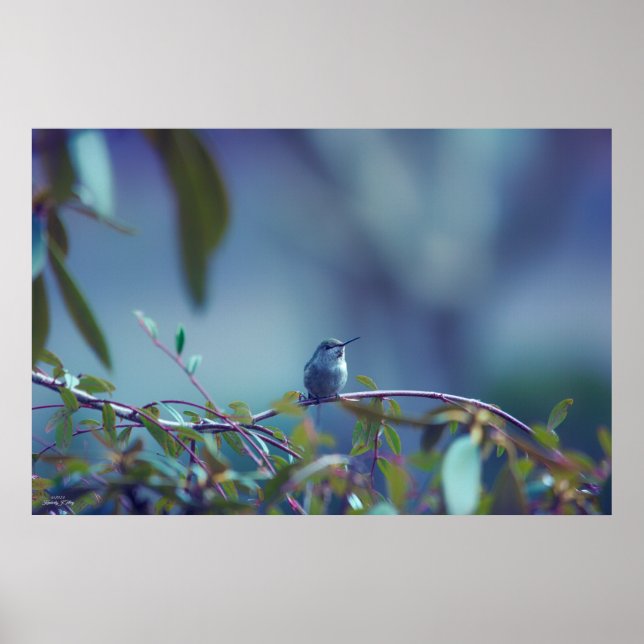 Affiche Colibri 5738 (Devant)