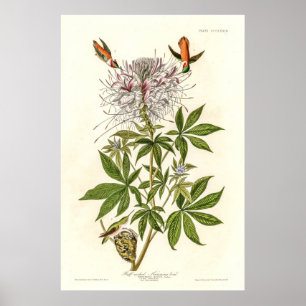 Affiche Colibri à col roux