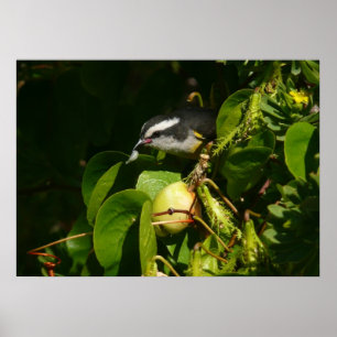Affiche Colibri à gorge blanche mangeant Photographie trop