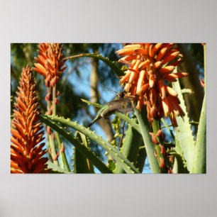 Affiche Colibri à gorge noire en vol