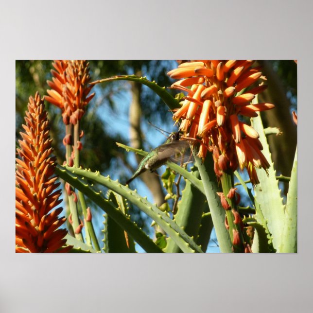 Affiche Colibri à gorge noire en vol (Devant)