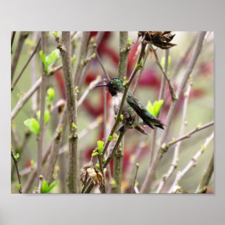 Affiche Colibri à gorge rubis au printemps