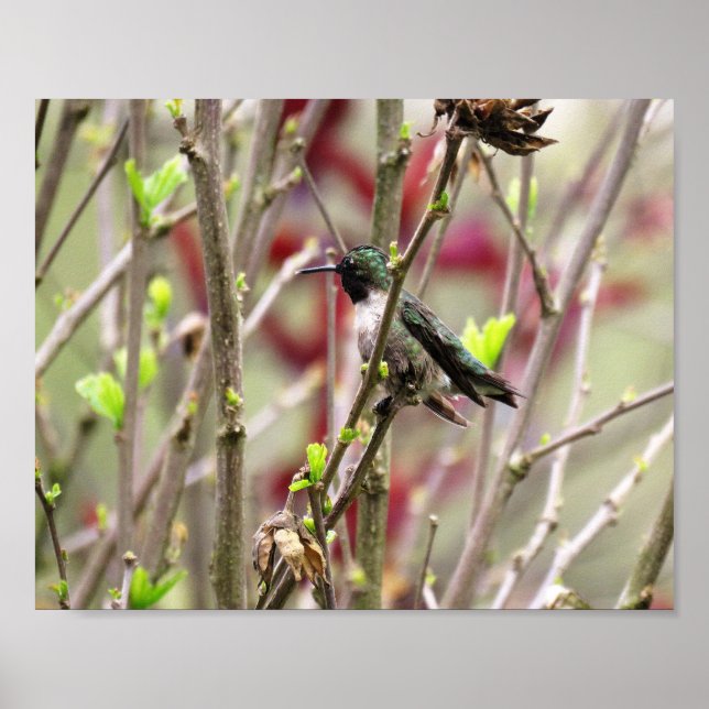Affiche Colibri à gorge rubis au printemps  (Devant)