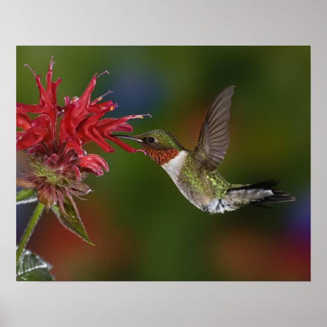 Affiche Colibri à gorge rubis mâle (Devant)