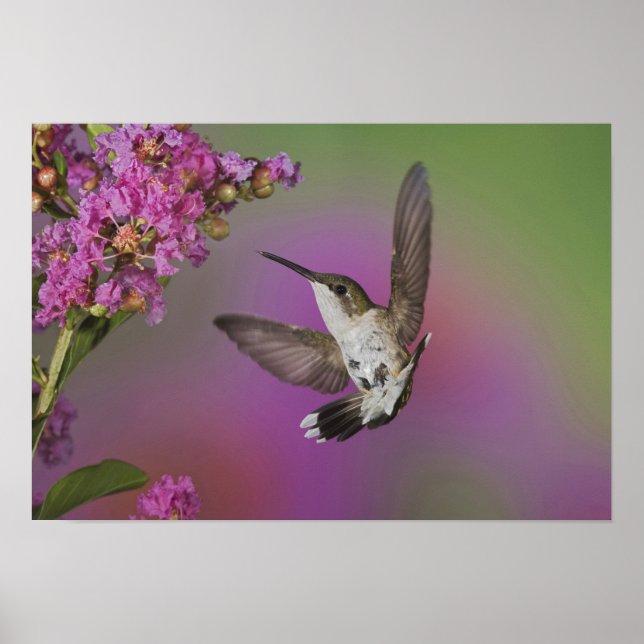 Affiche Colibri à gorge rubis mâle juvénile (Devant)