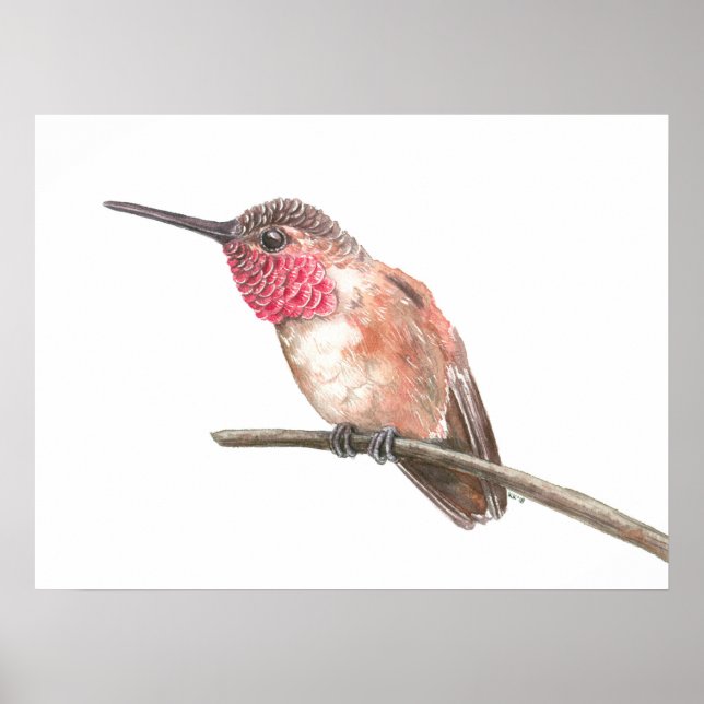 Affiche Colibri aquarelle (Devant)