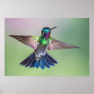 Affiche Colibri coloré en vol