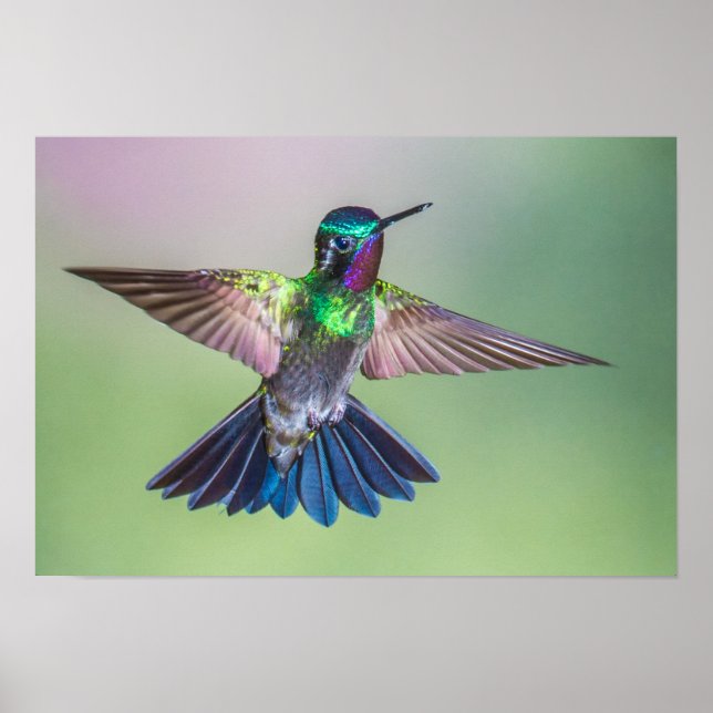 Affiche Colibri coloré en vol (Devant)