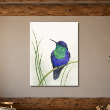 Colibri crowné aux couleurs vives